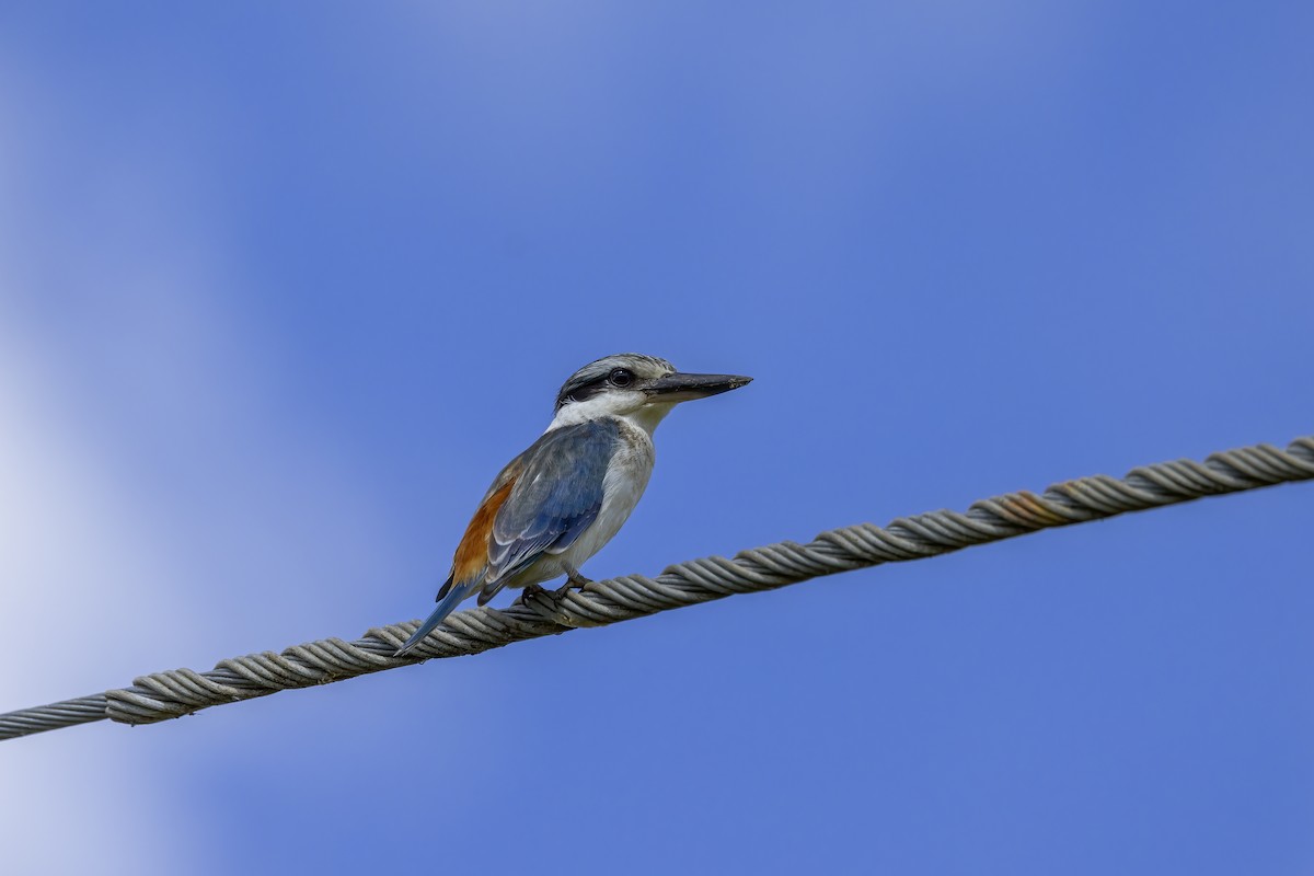 Red-backed Kingfisher - ML620202441