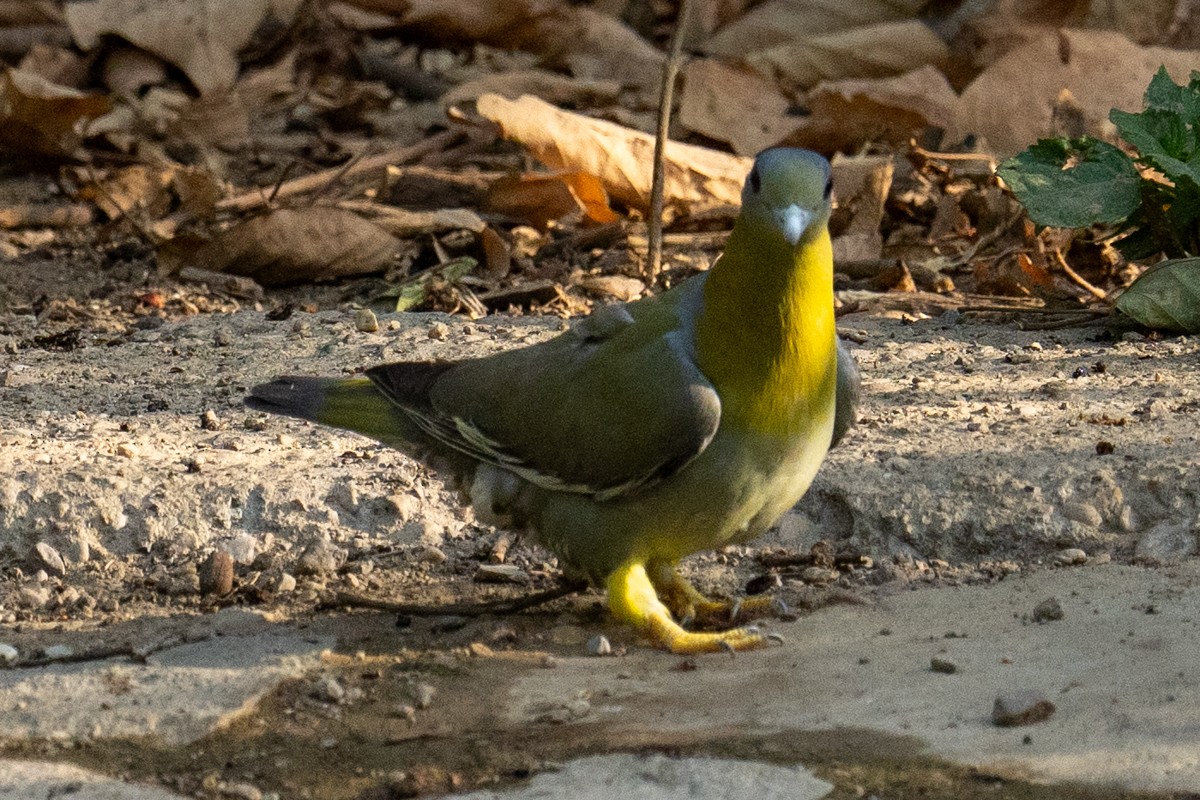 Yellow-footed Green-Pigeon - ML620202442