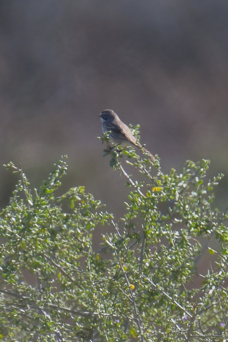 Sagebrush Sparrow - Christian Newton
