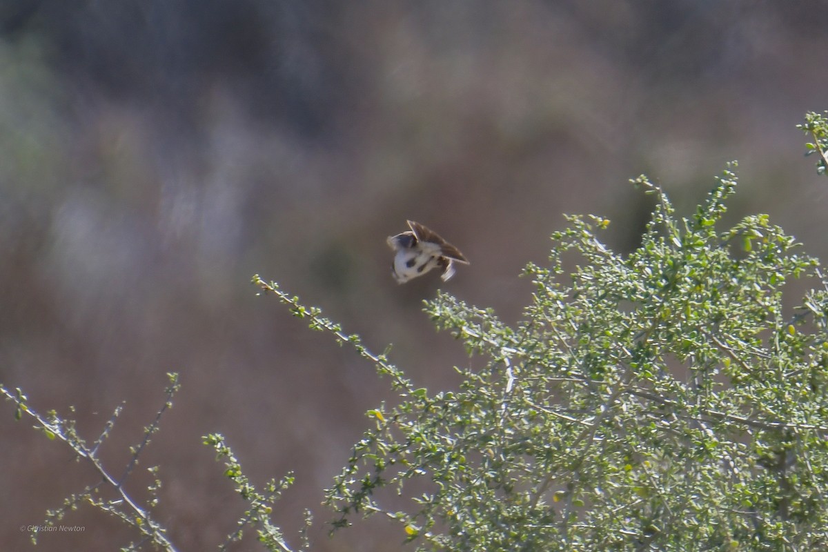 Sagebrush Sparrow - ML620202454