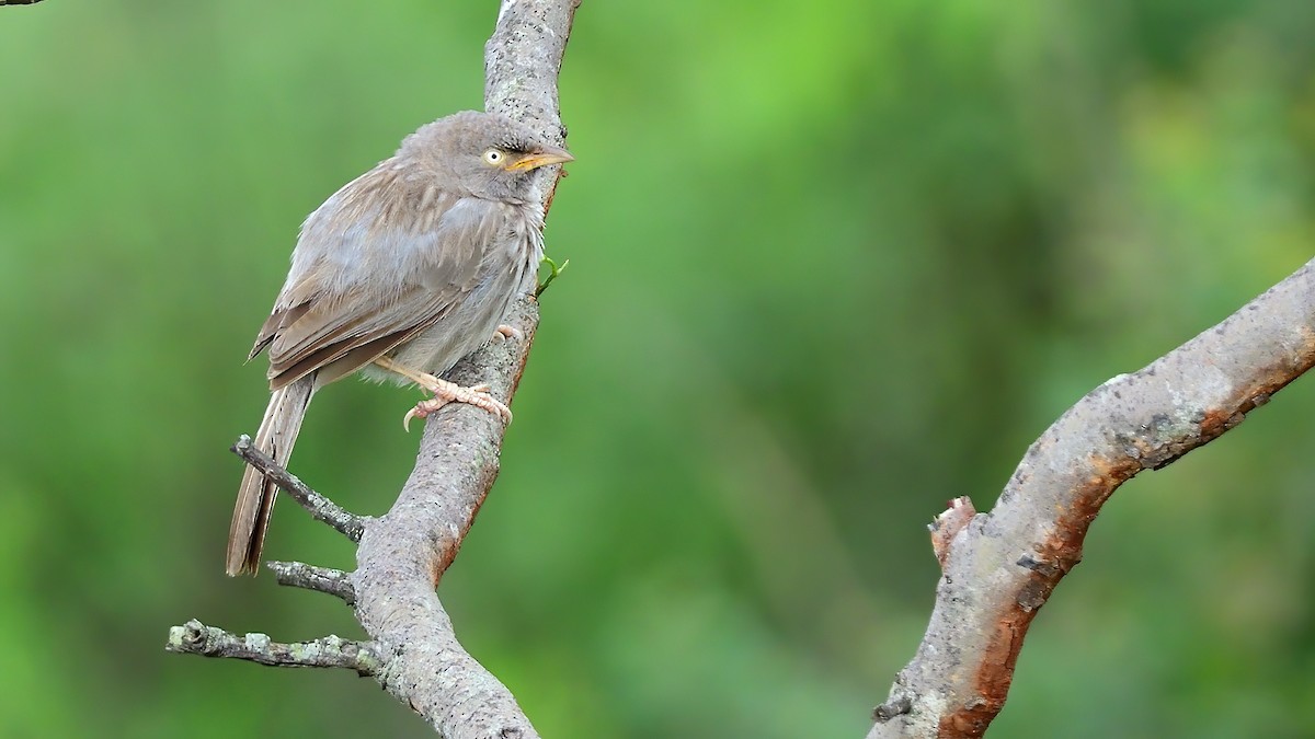 Jungle Babbler - ML620202456