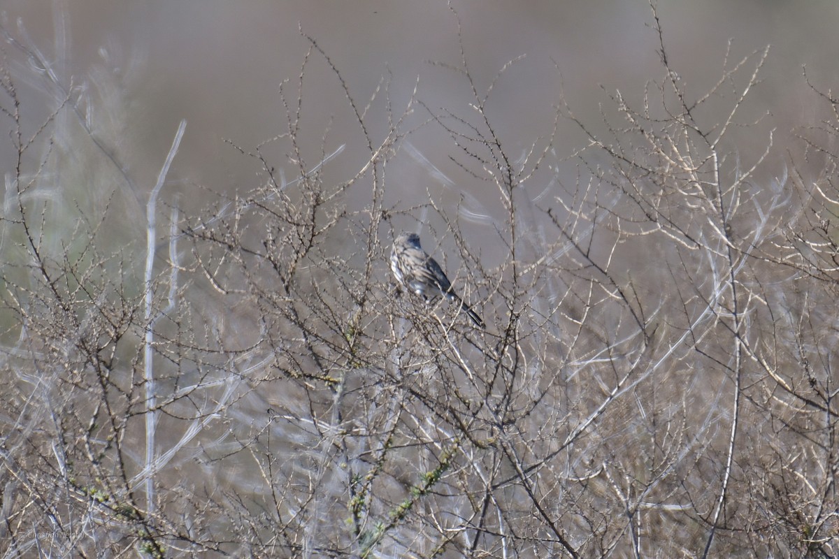 Sagebrush Sparrow - ML620202465