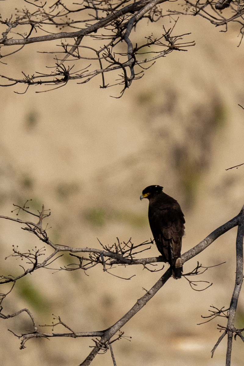 Crested Serpent-Eagle - ML620202483