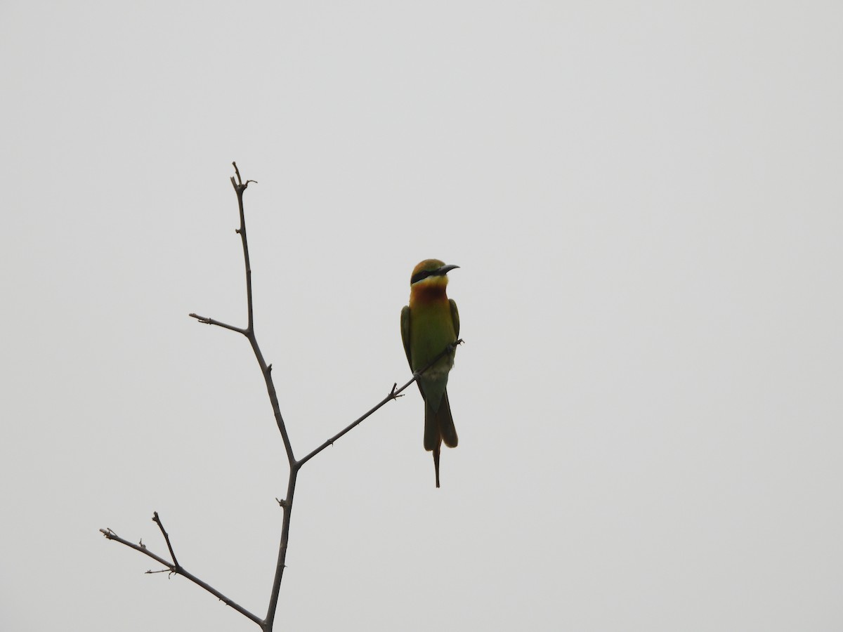 Blue-tailed Bee-eater - ML620202485