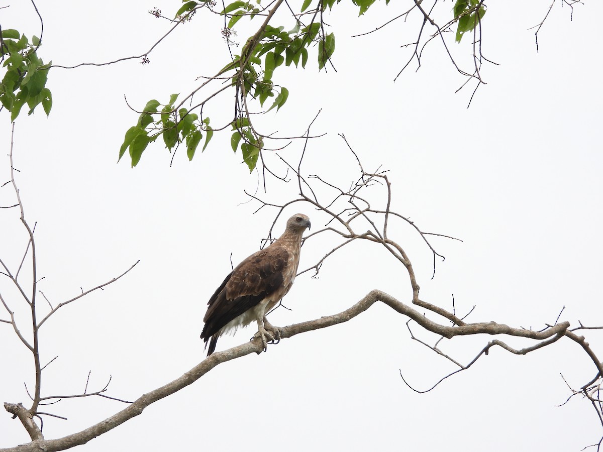 Gray-headed Fish-Eagle - ML620202494