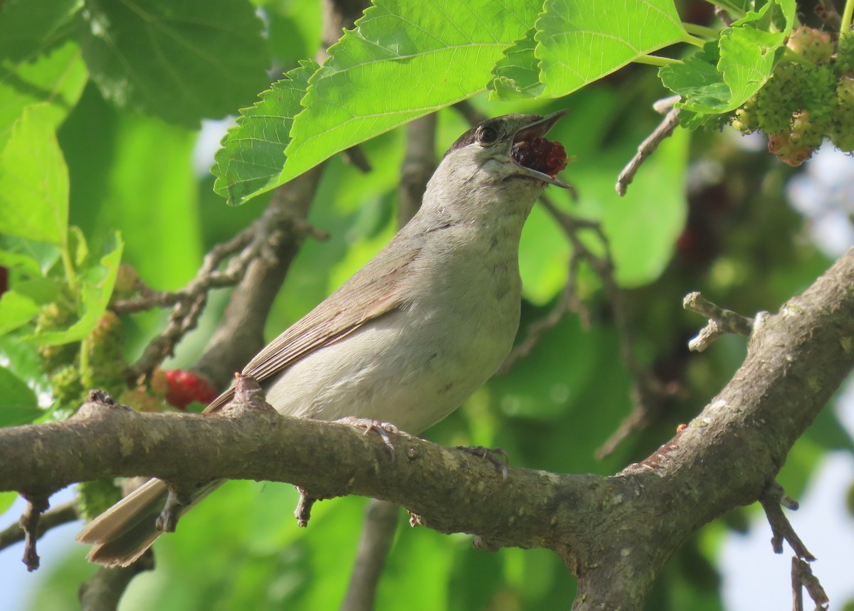 Eurasian Blackcap - ML620202498