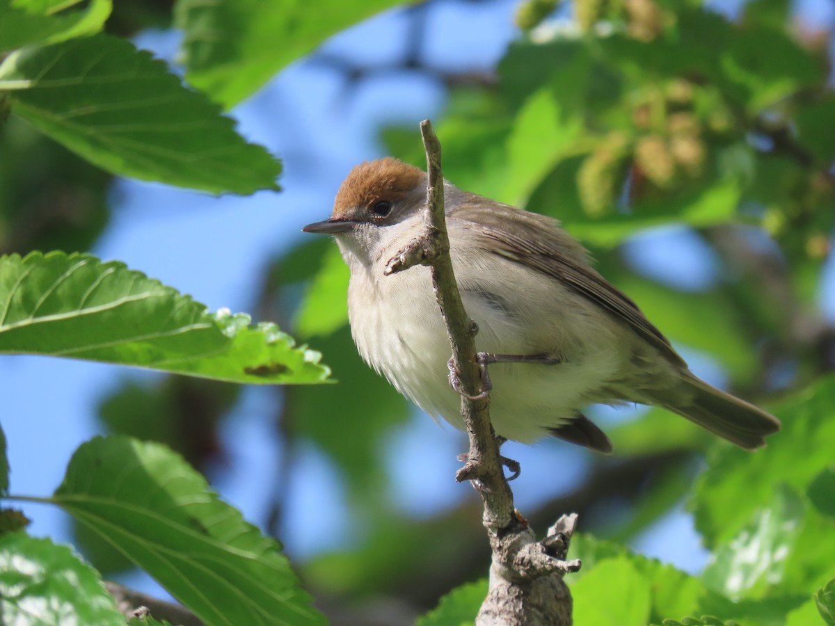 Eurasian Blackcap - הלל נחמן