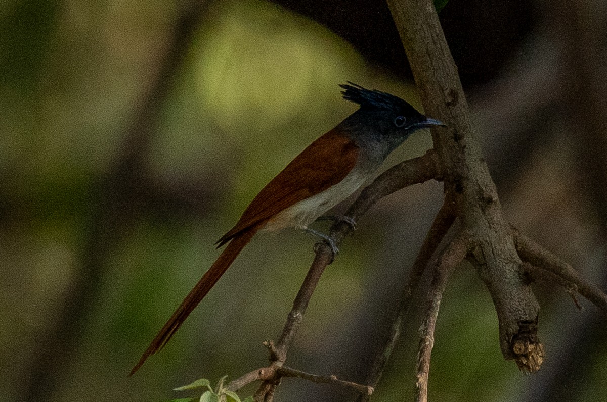 Indian Paradise-Flycatcher - ML620202515