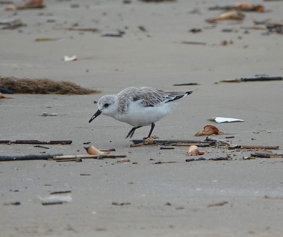 Bécasseau sanderling - ML620202517