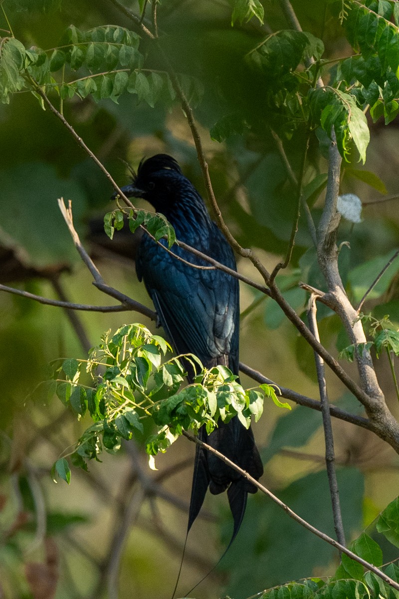 Greater Racket-tailed Drongo - ML620202519