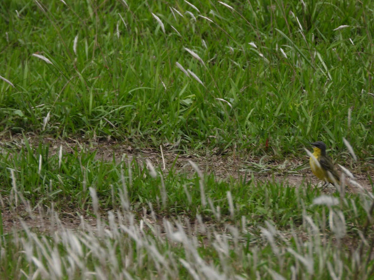 Eastern Yellow Wagtail - ML620202521