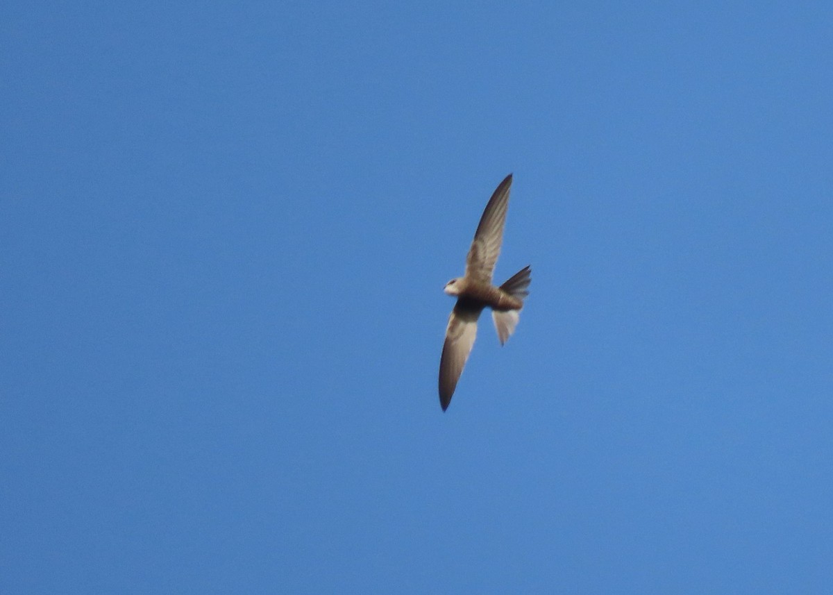 Pallid Swift - ML620202530