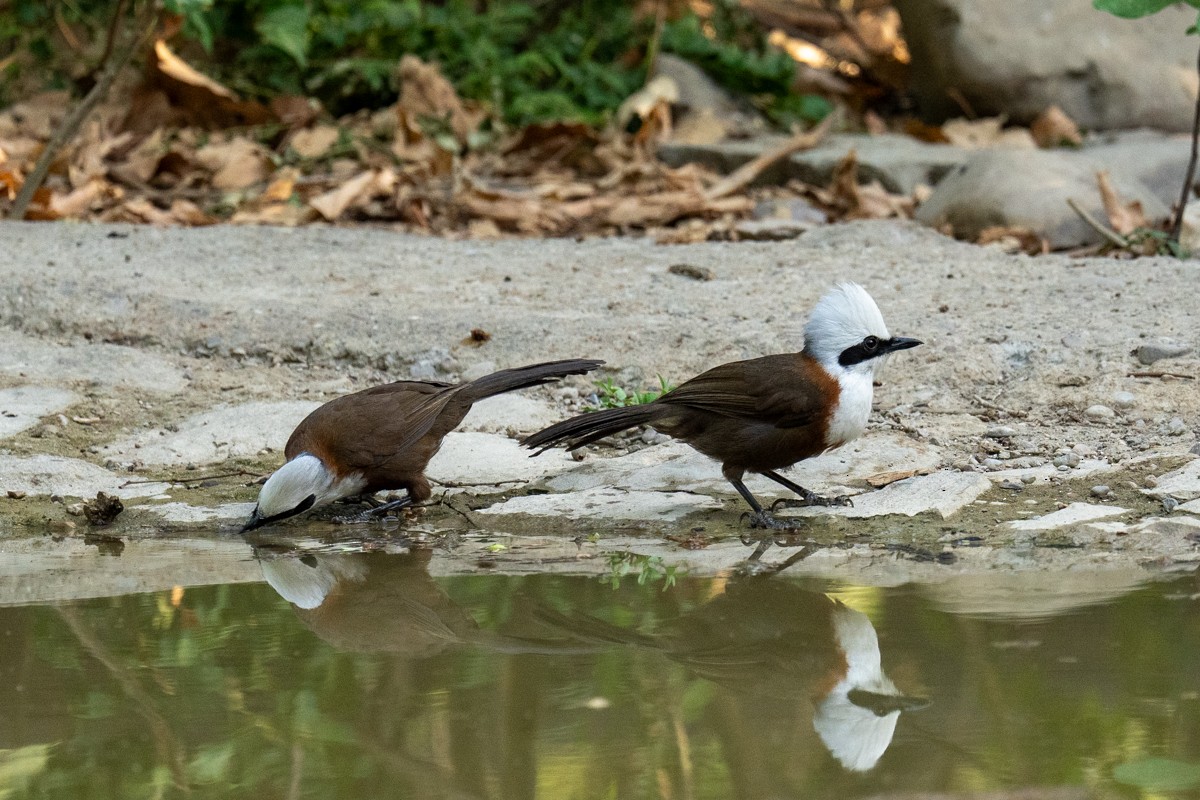 White-crested Laughingthrush - ML620202536