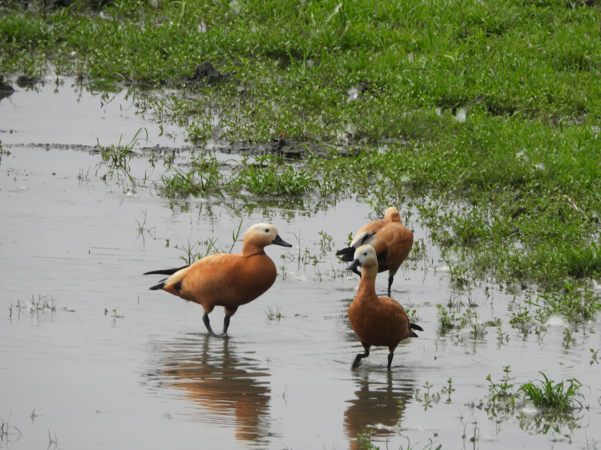 Ruddy Shelduck - ML620202538