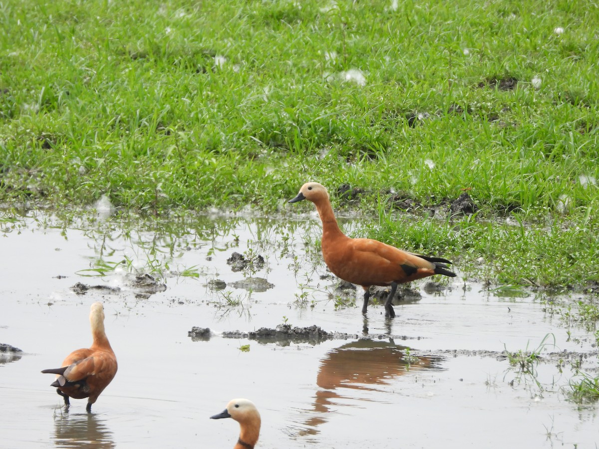 Ruddy Shelduck - ML620202540