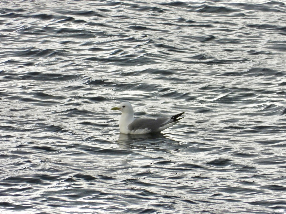 Mouette tridactyle - ML620202542