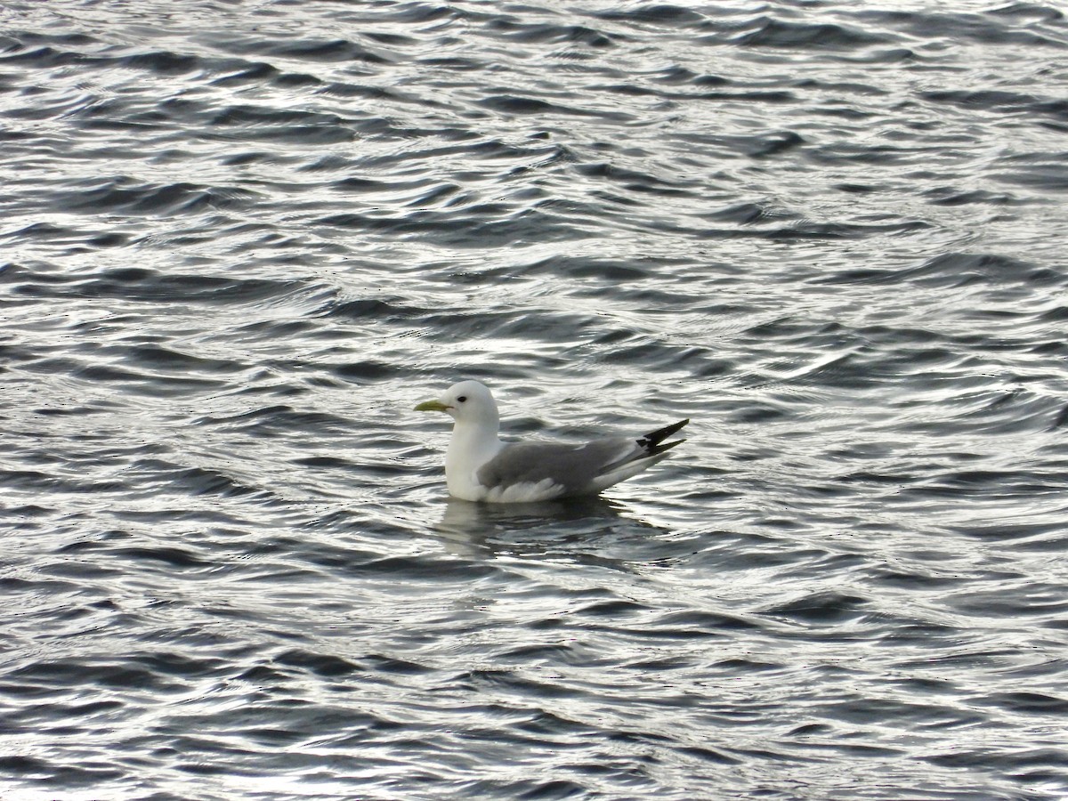 Black-legged Kittiwake - ML620202542