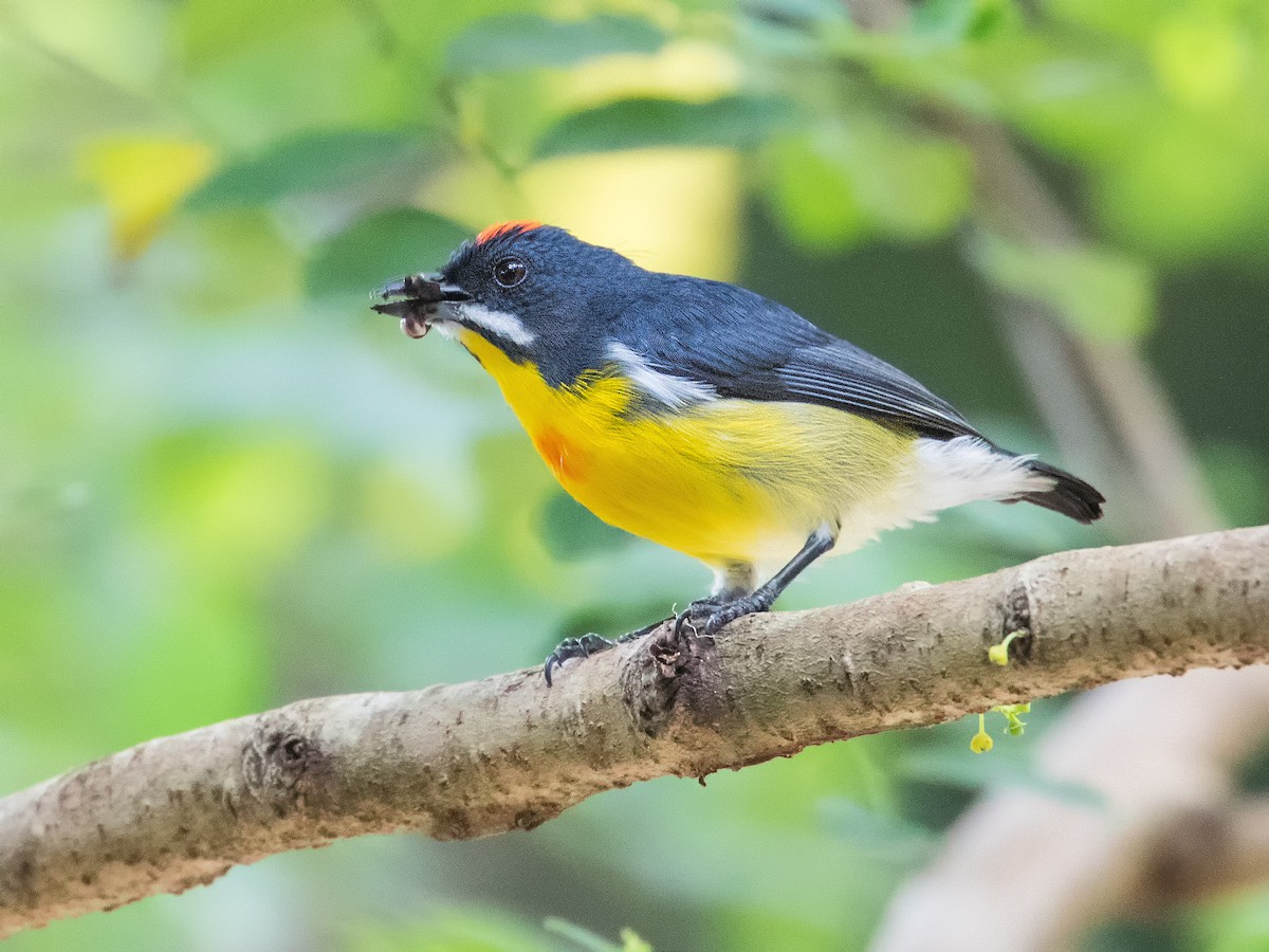 Palawan Flowerpecker - ML620202545