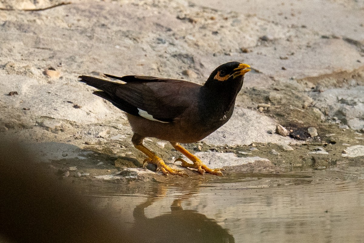 Common Myna - ML620202550