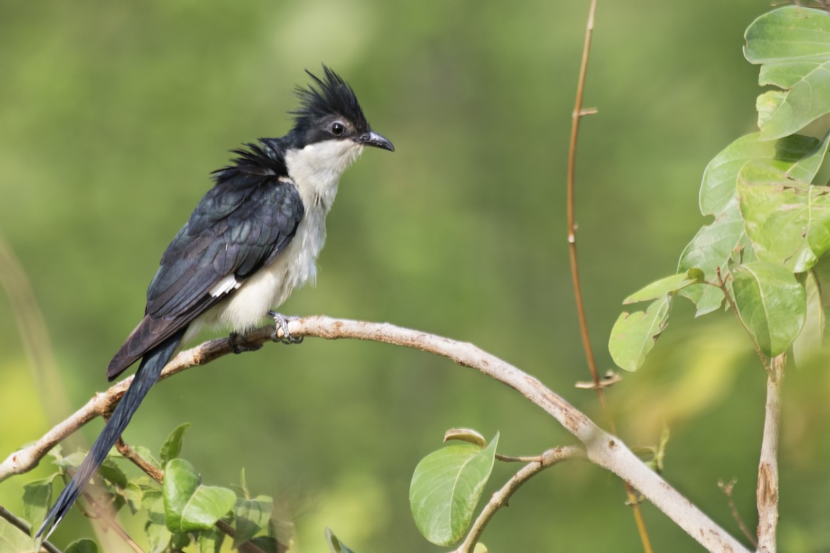 Pied Cuckoo - ML620202552