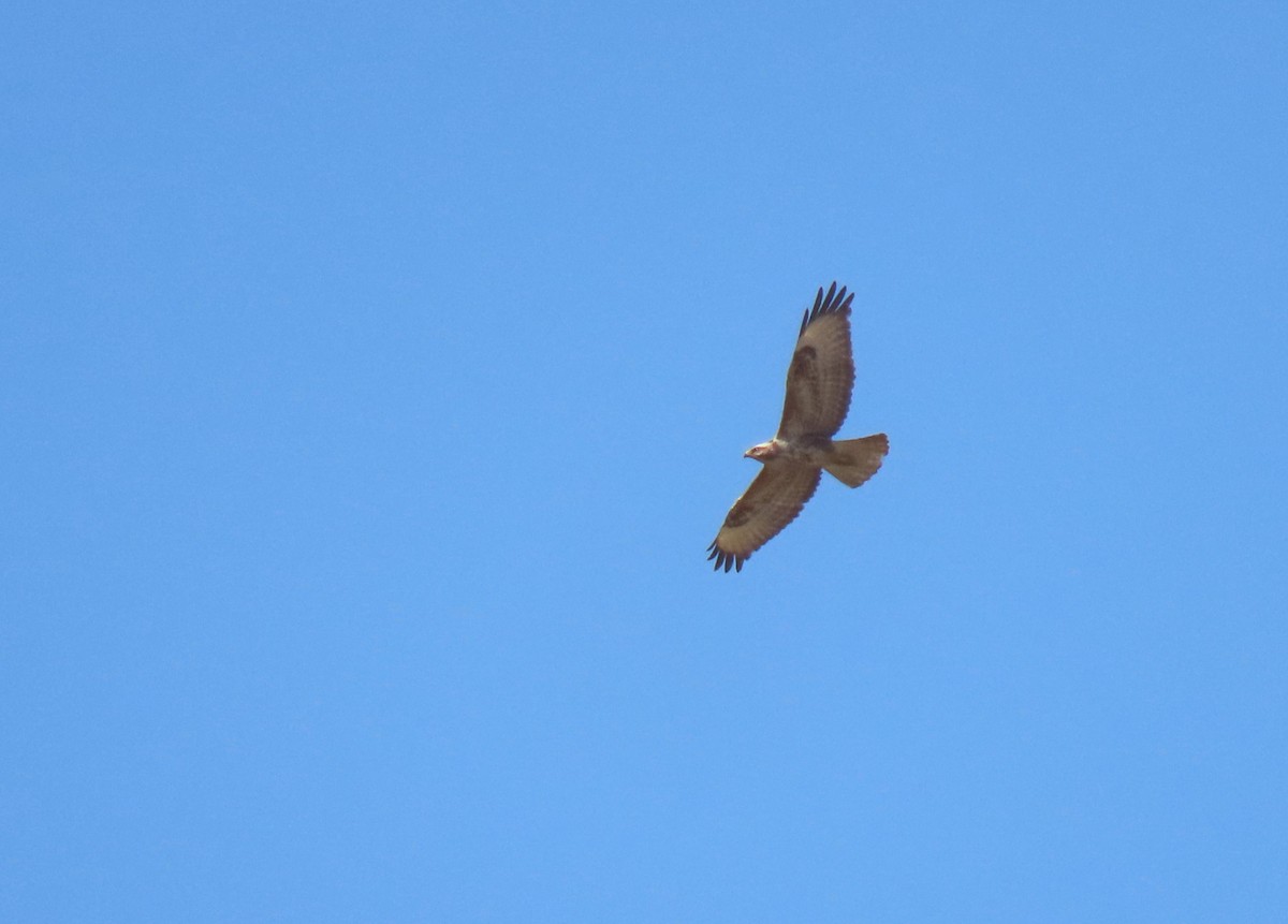 Long-legged Buzzard - ML620202553