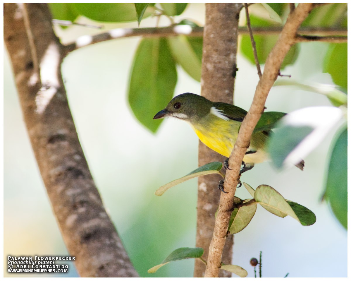 Palawan Flowerpecker - ML620202558