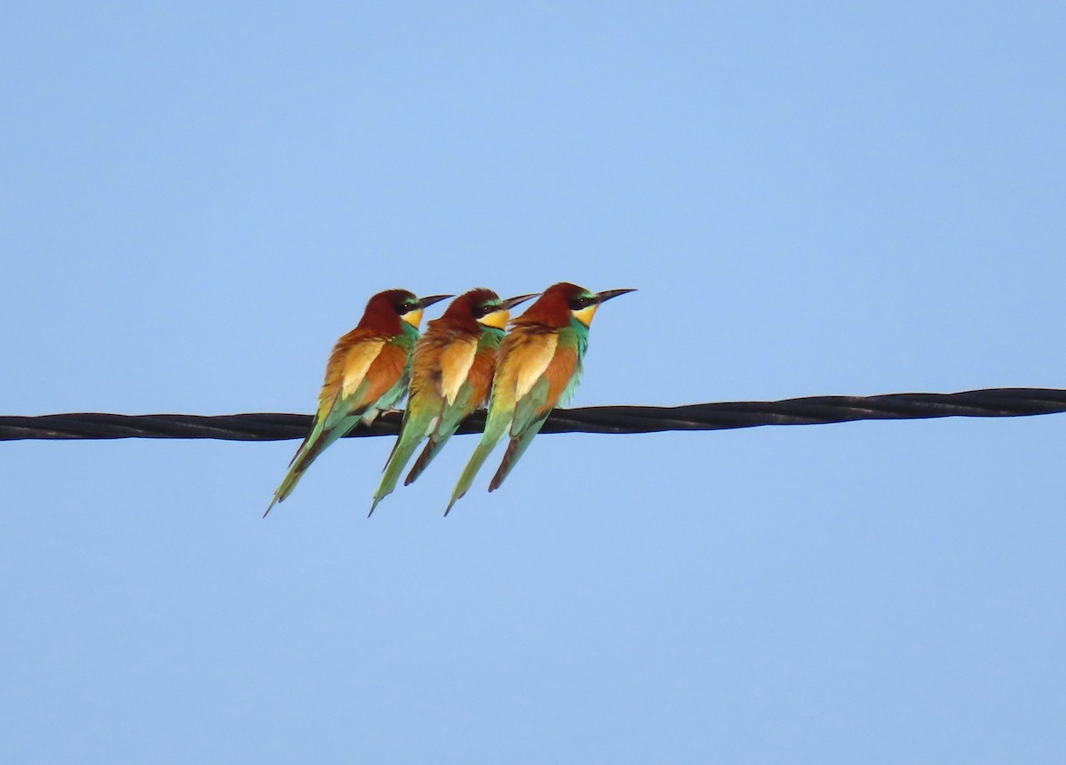 European Bee-eater - הלל נחמן
