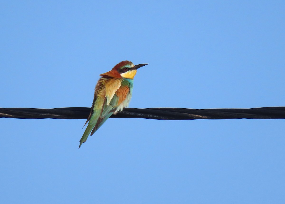 European Bee-eater - ML620202561