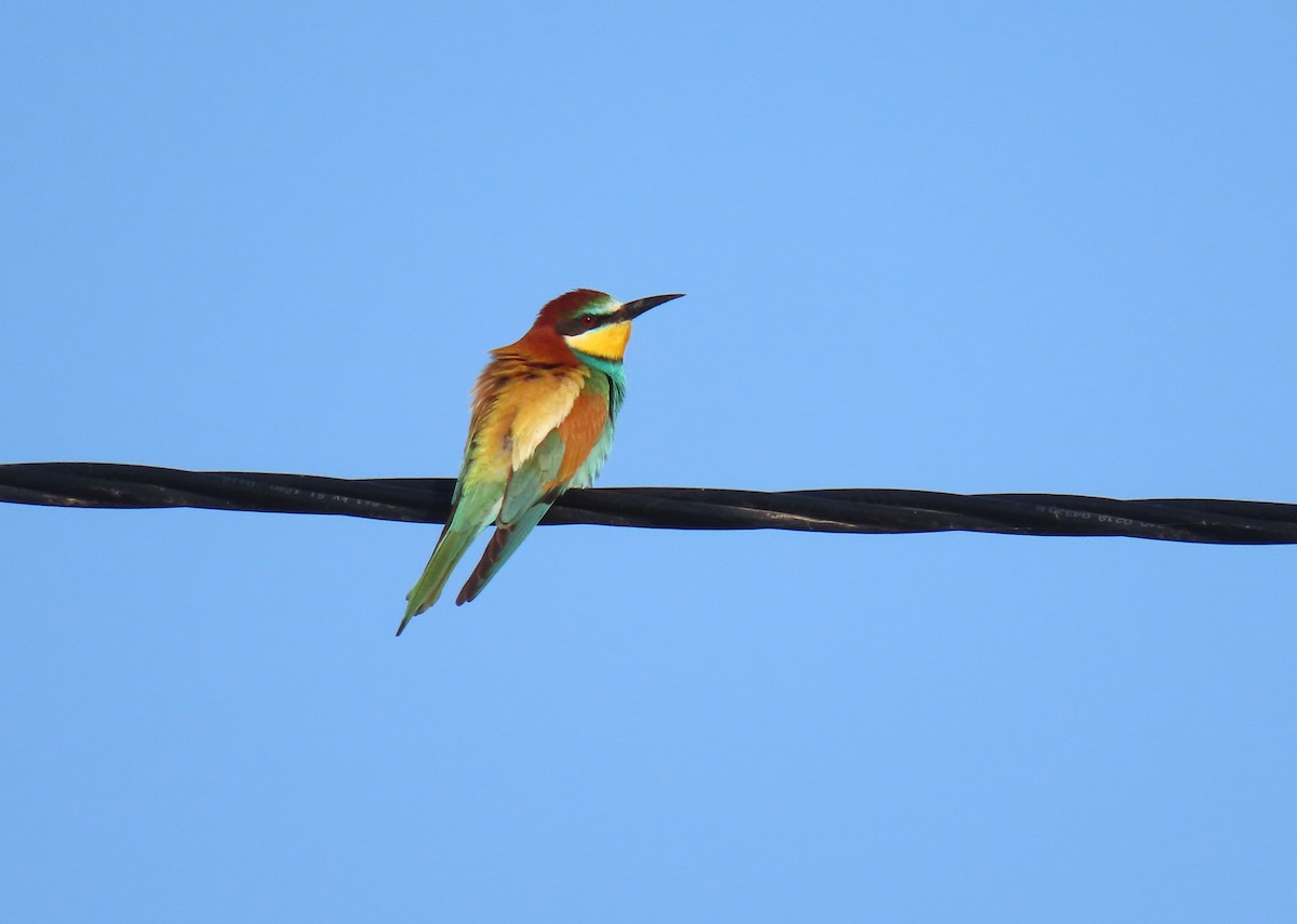 European Bee-eater - ML620202562