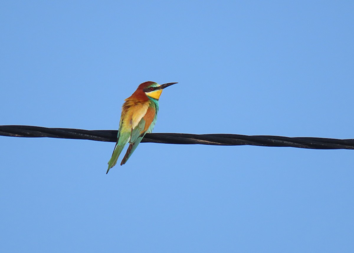 European Bee-eater - ML620202564