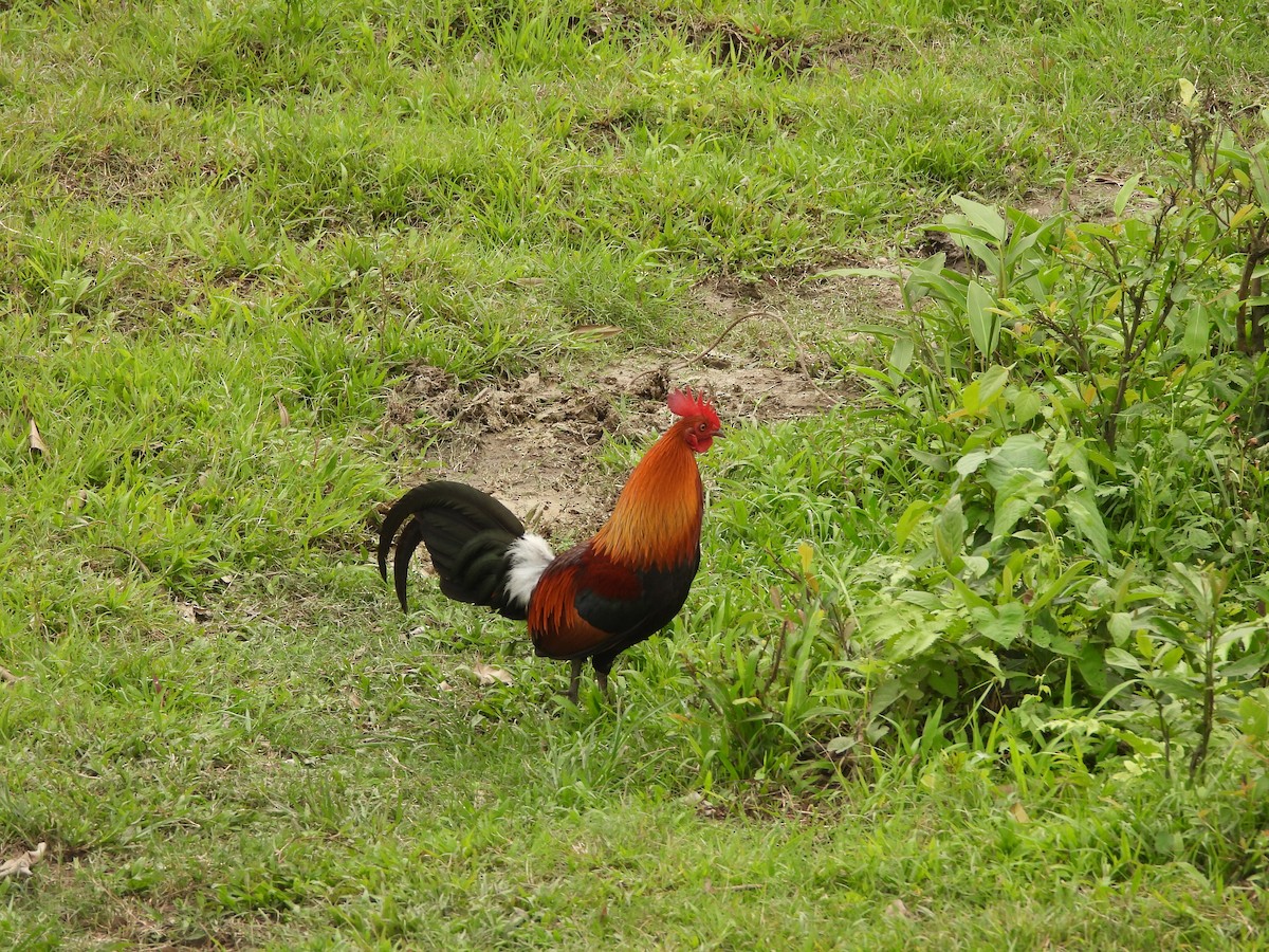 Red Junglefowl - ML620202565