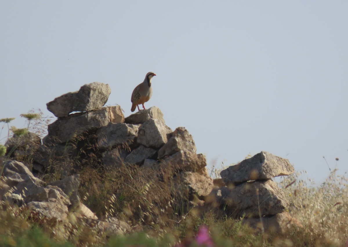 Chukar - ML620202567