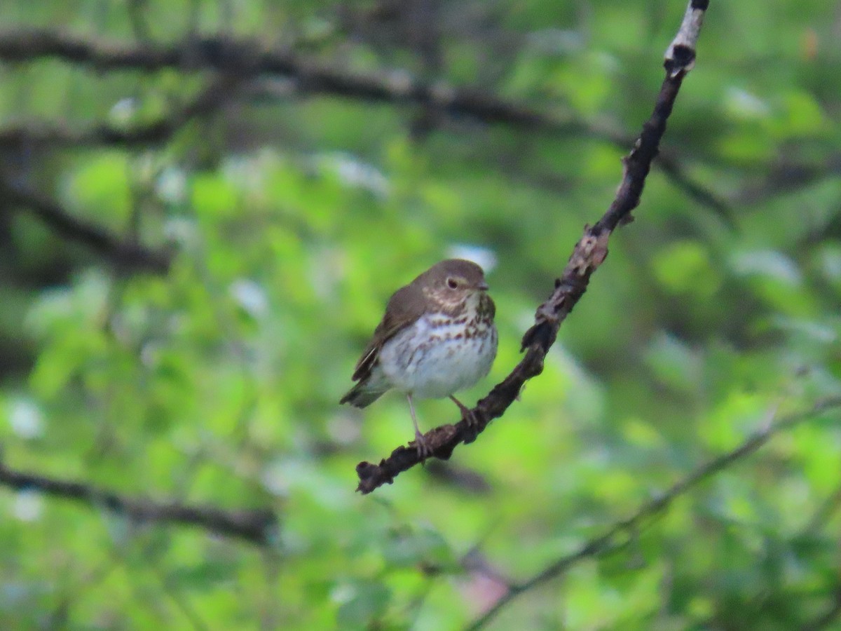 Swainson's Thrush - ML620202568