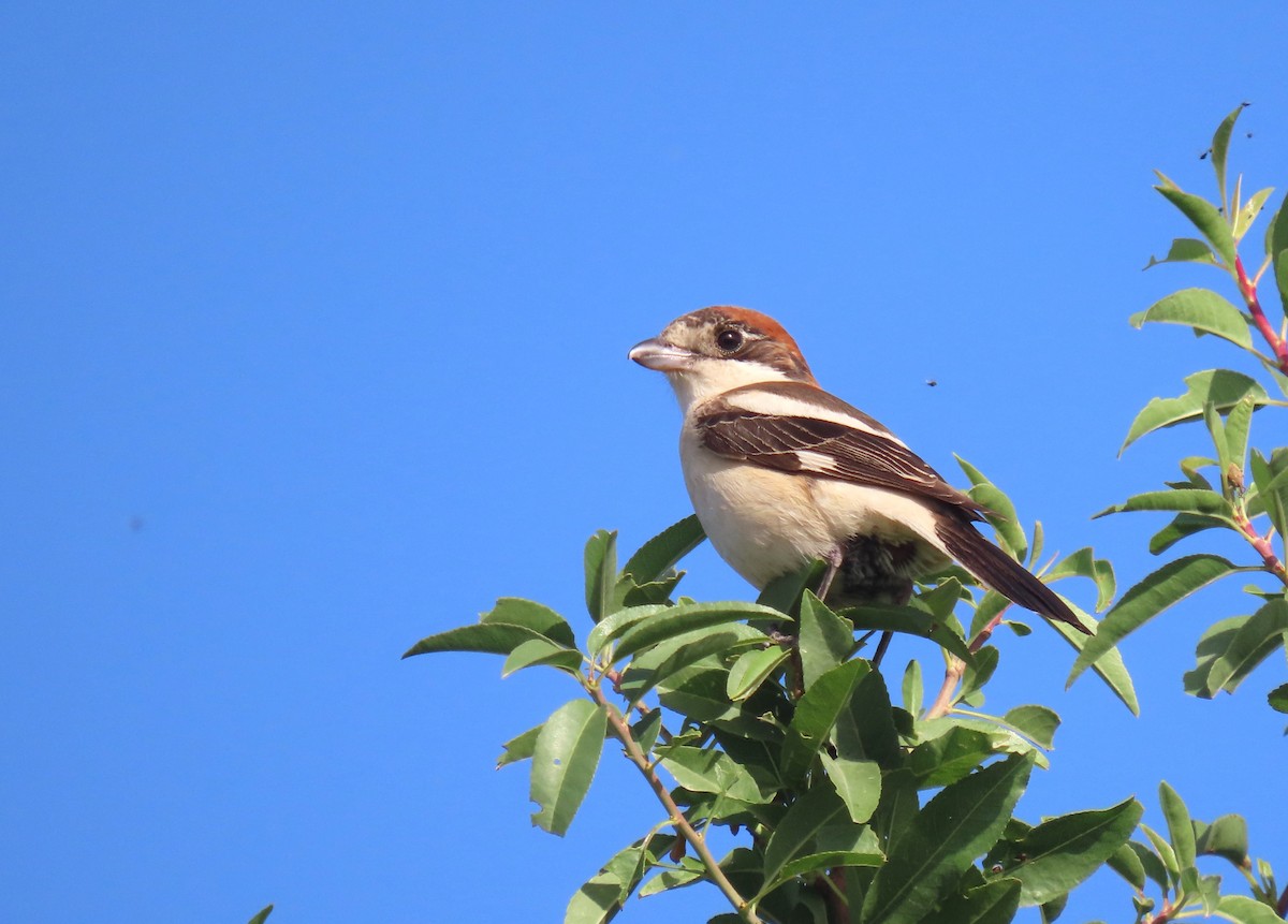 Woodchat Shrike - ML620202573