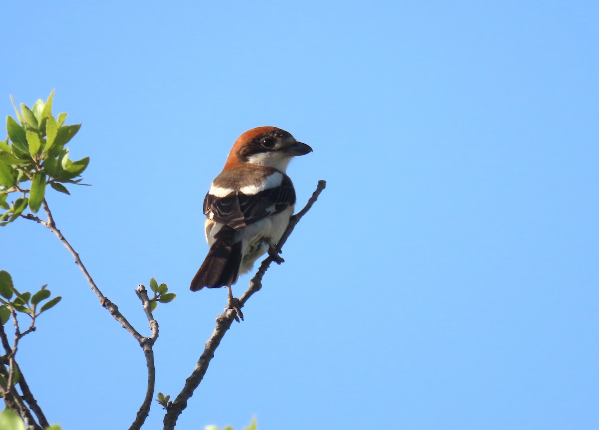 Woodchat Shrike - הלל נחמן