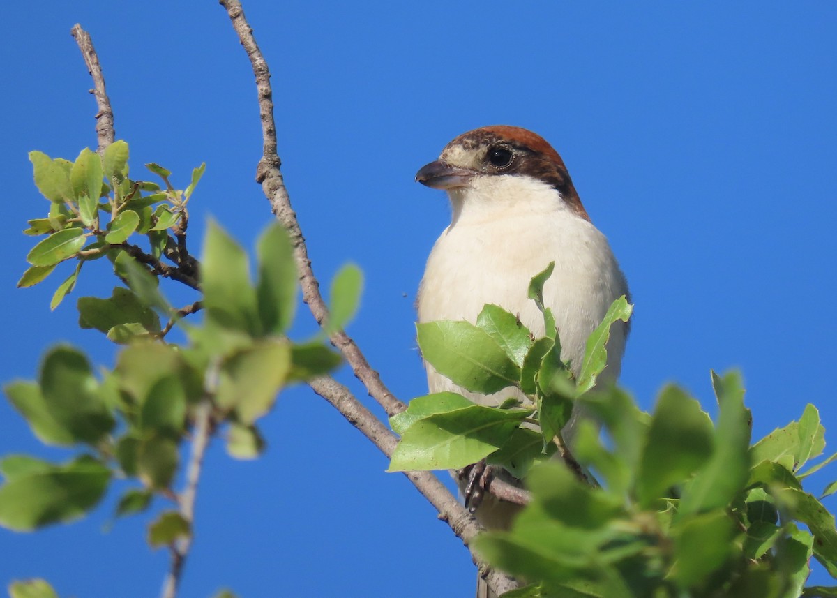 Woodchat Shrike - הלל נחמן