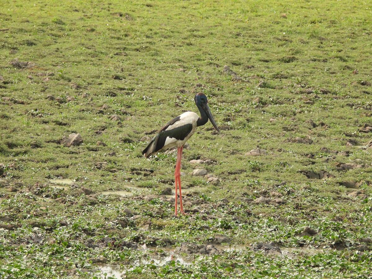 Black-necked Stork - ML620202579