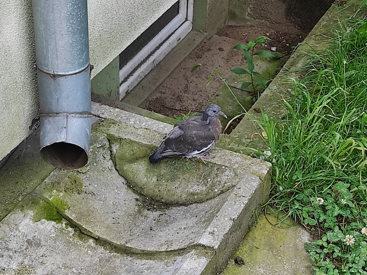 Common Wood-Pigeon - ML620202581