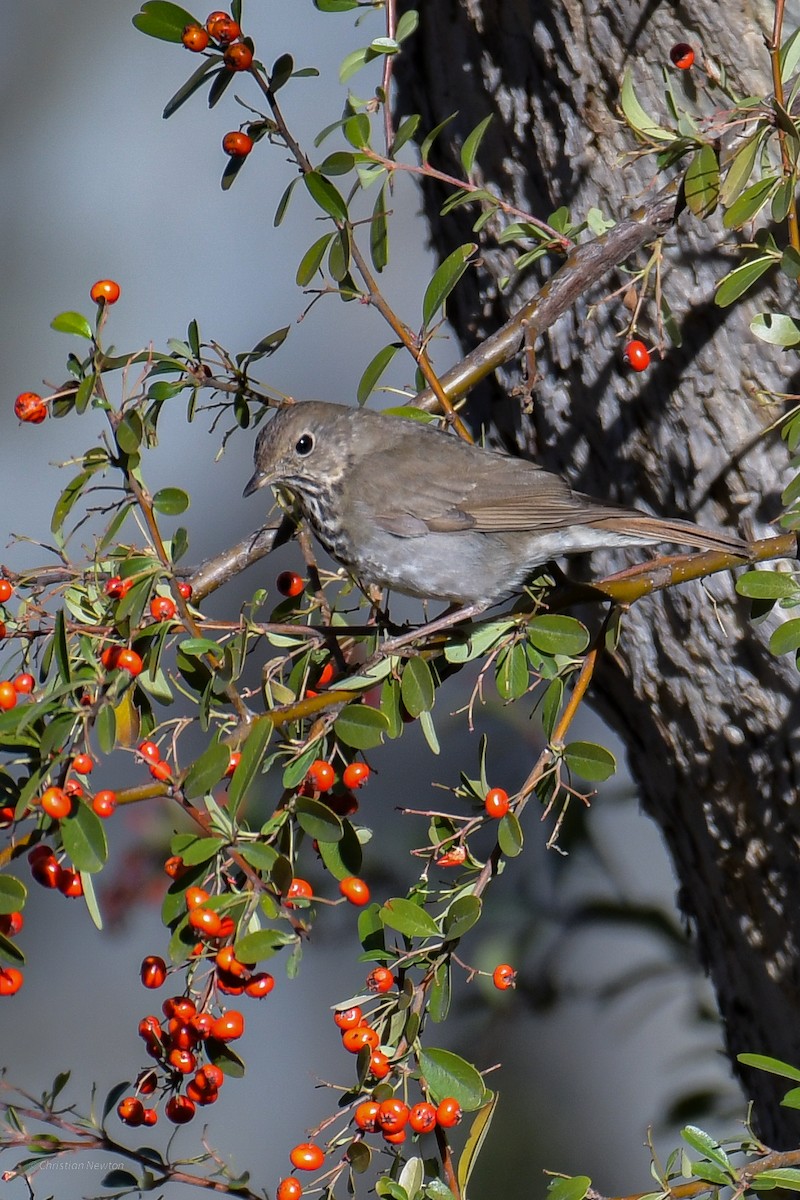 Hermit Thrush - ML620202583