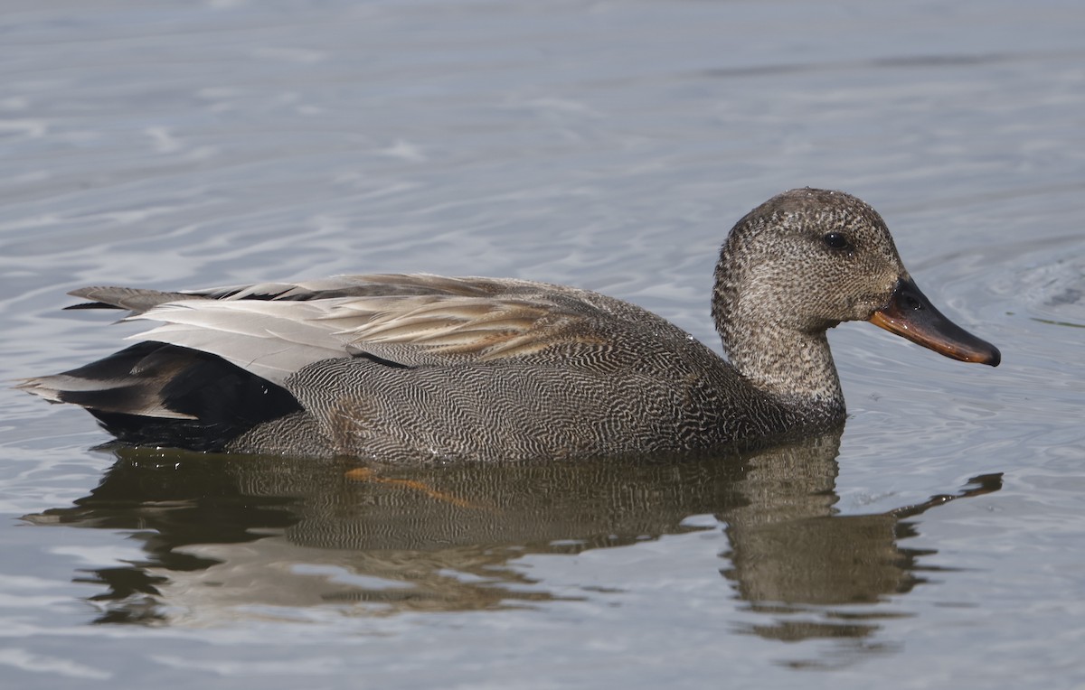 Gadwall - ML620202585