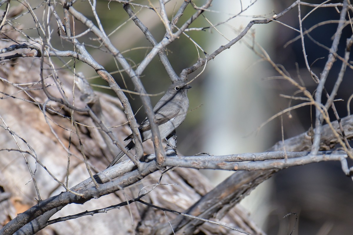 Townsend's Solitaire - ML620202586