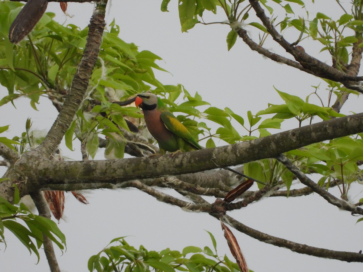 Red-breasted Parakeet - ML620202587