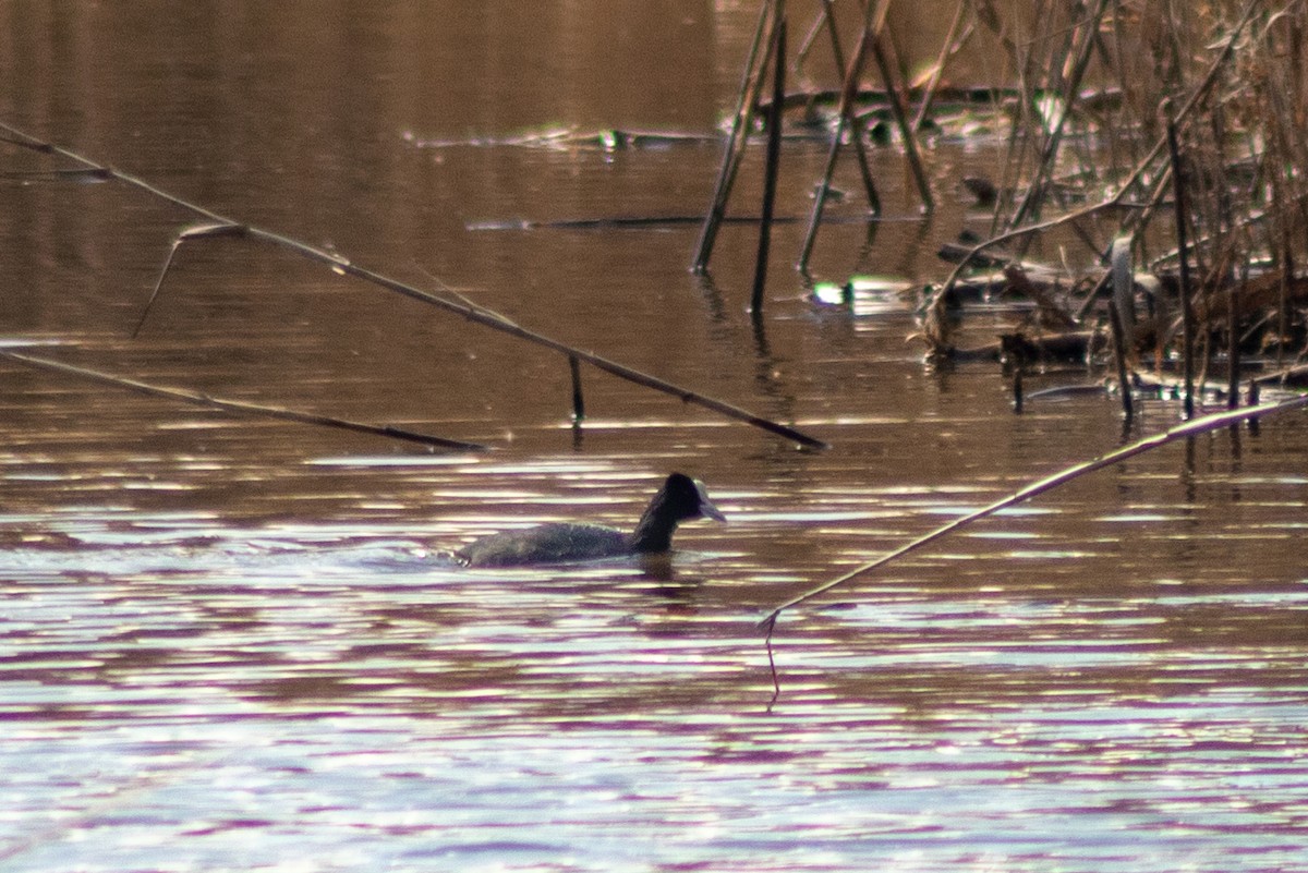 Eurasian Coot - ML620202593