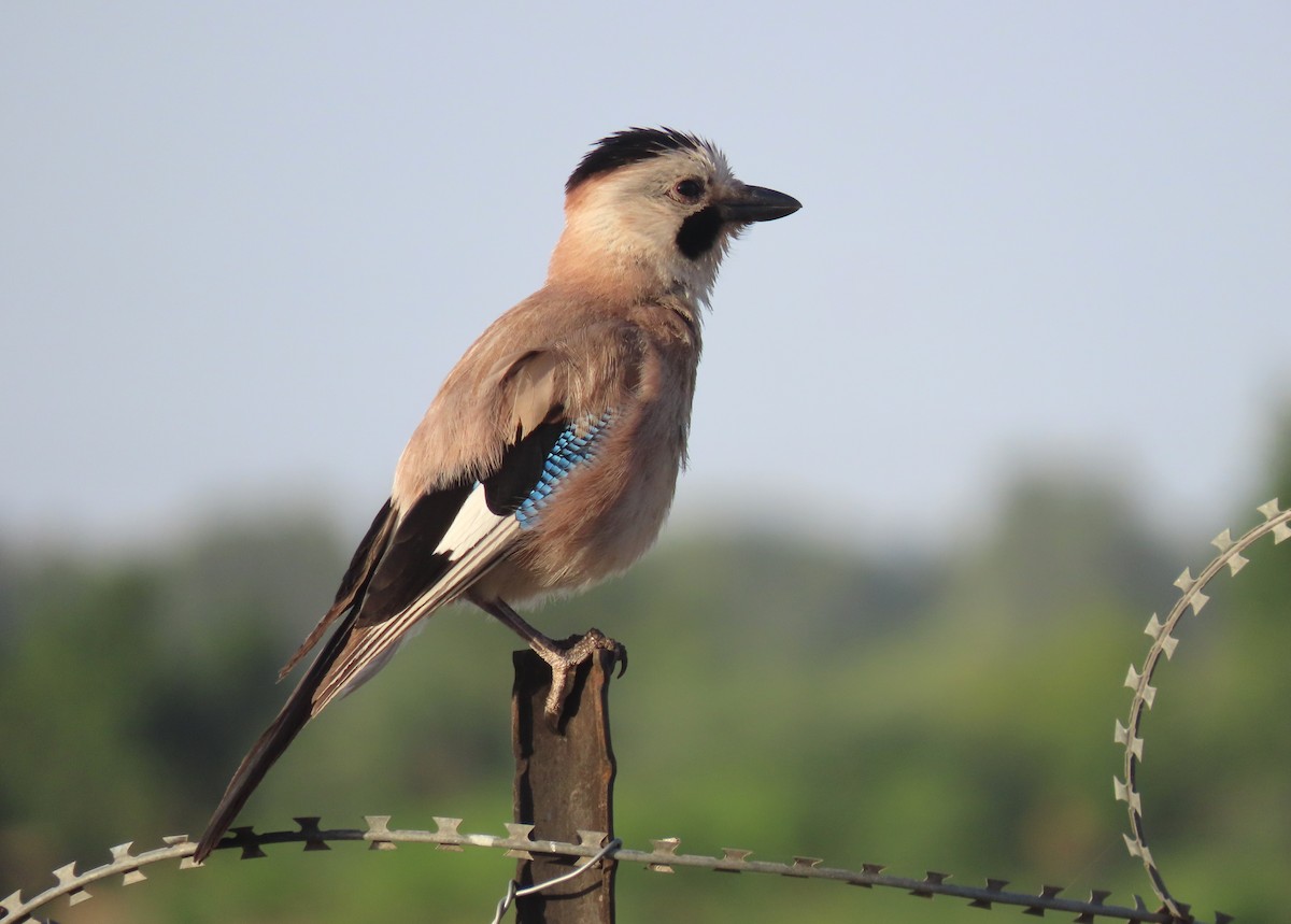 Eurasian Jay - הלל נחמן