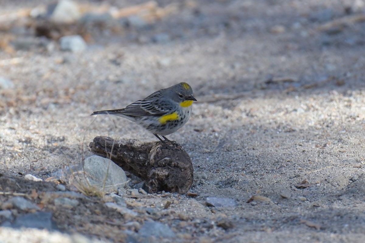 Yellow-rumped Warbler (Audubon's) - ML620202595