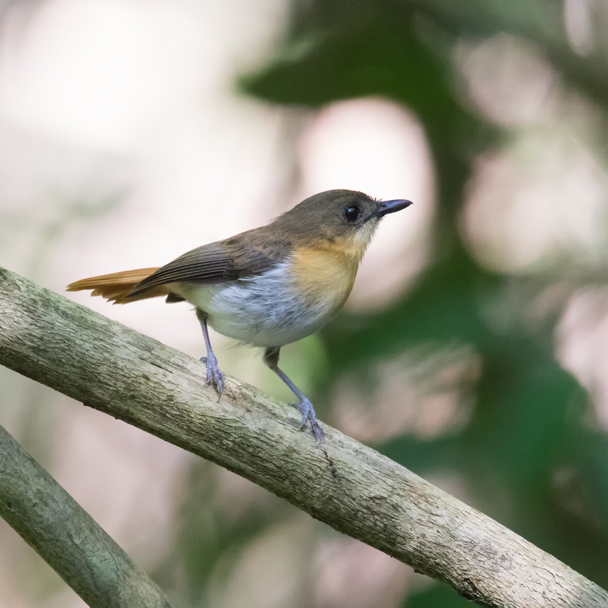 Palawan Flycatcher - ML620202598