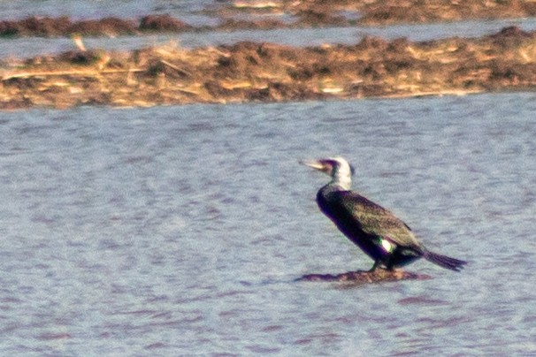 Great Cormorant - ML620202601