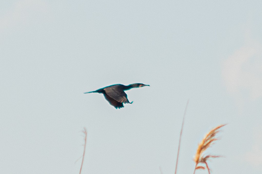 Great Cormorant - ML620202602