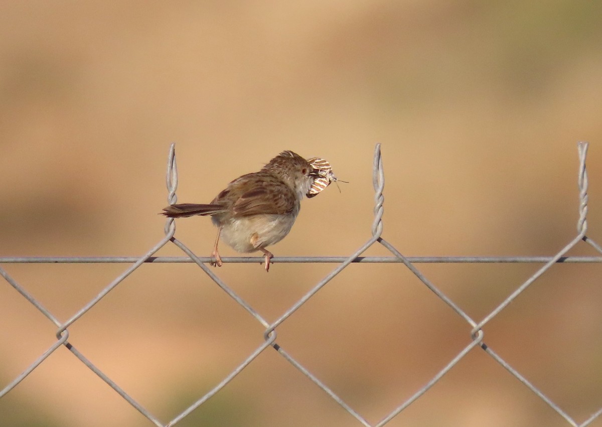 Graceful Prinia - ML620202604