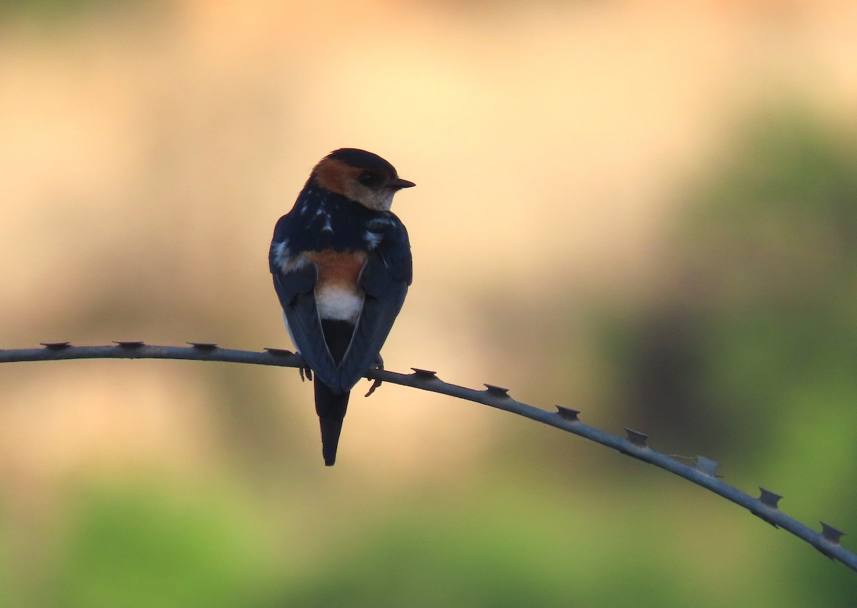 Red-rumped Swallow - ML620202608